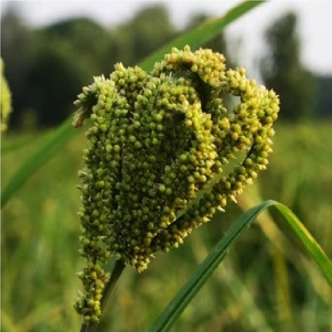 Rogi Flour: The Secret Ingredient to Boost Your Health and Flavor"